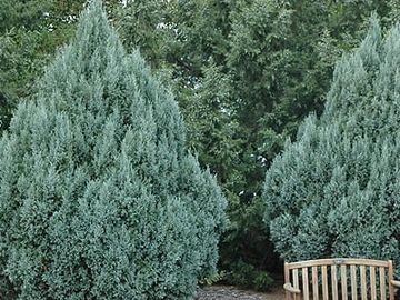 rocky mountain juniper tree