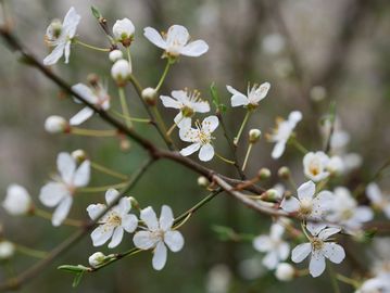 sand cherry (while flowering)
