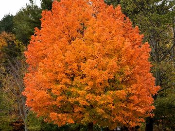 sugar maple in fall color