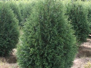 techny arborvitae tree