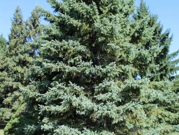 white spruce tree