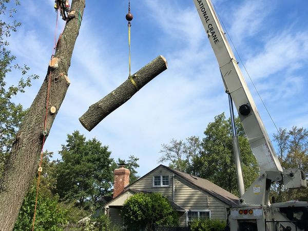 crane assisted tree removal in Tampa Bay