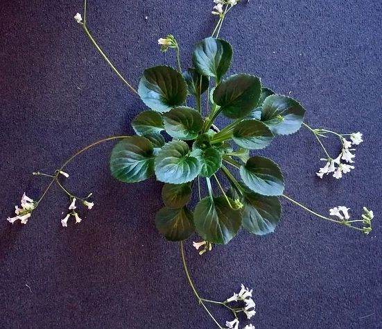 Primulina 'Dale's Exotic Aroma' grown by Barbara Stewart NCAC