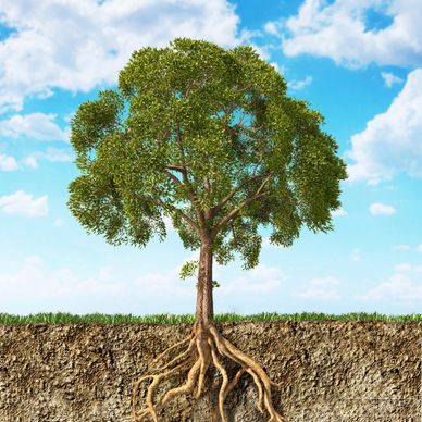 A healthy tree with visible roots under the soil against a blue sky.