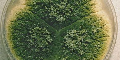 Aspergillus parasiticus culture.