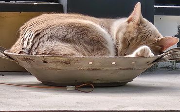 Cat sleeping in a bowl