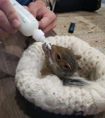 An orphaned squirrel being bottle-fed