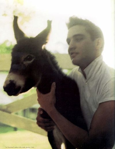 RARE photograph of Elvis with his donkey circa 1957.