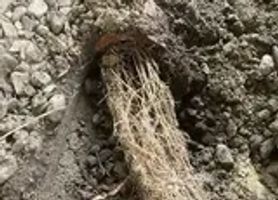This pic is showing that the clay tile has failed with roots and dirt plugging it up 