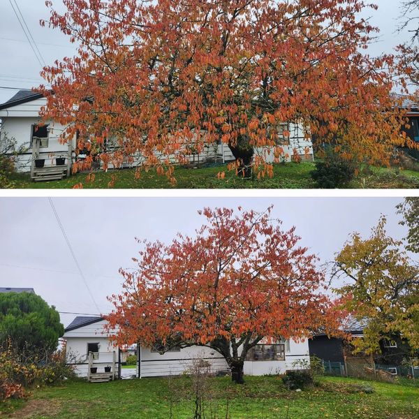 Cherry tree that was over grown and needed a trim. before and after photos of the tree pruning 