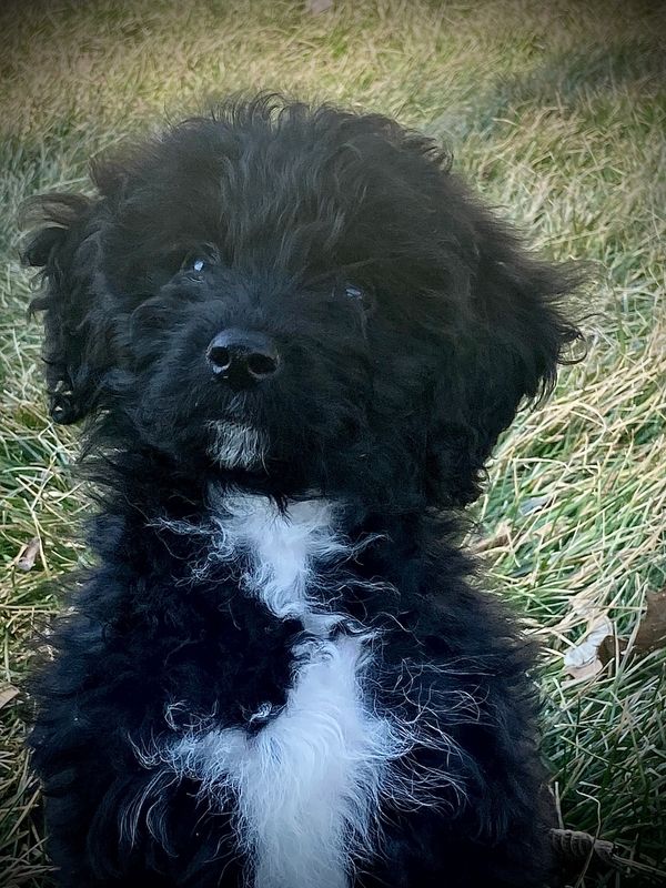 Maxwell the Idiot Circus Doodle