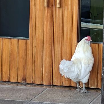 A white chicken standing near a wooden door.