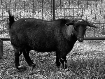 A black goat with a white spot on its head stands near a fence in a grassy area.