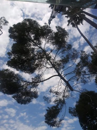 A person climbing a tall tree with safety ropes against a cloudy blue sky.