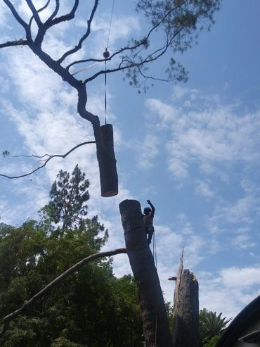 A worker cutting a tree trunk being lifted by a crane against a blue sky.