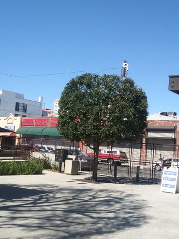 A neatly trimmed tree casting a shadow on a sunny urban sidewalk.