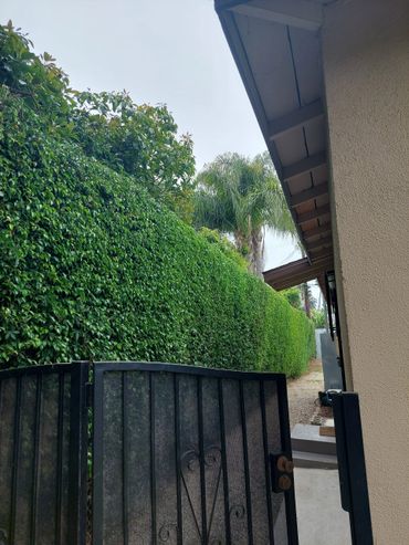 Open black metal gate leading to a pathway beside a house and tall green hedge.