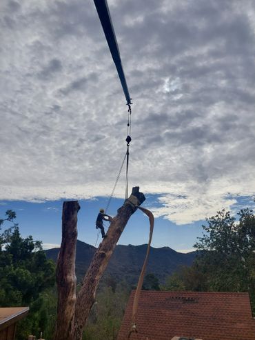 Worker cuts large tree trunk lifted by crane against cloudy sky.