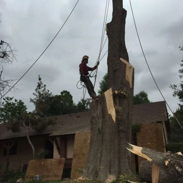 Arborist cutting a large tree with safety gear on a cloudy day.