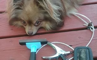 Easy guide line to trimming dog nails.  Pictures on how to trim your dogs n