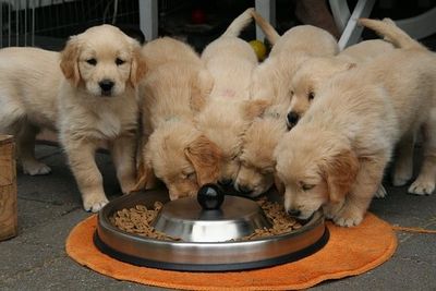 Choosing the right dog feeder for your furball!