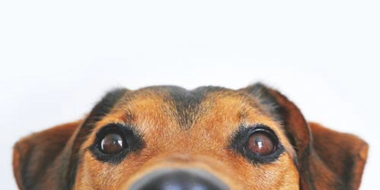 Top selling dog camera monitors.  Dog monitors on sale now!  Furbo dog camera.