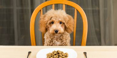 Dry Dog Food Myths.  Not all ingredients listed in dry dog food is made in the USA.  