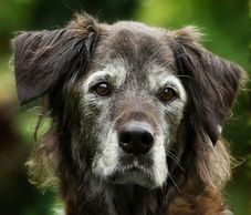   Many pet parents struggle with the realization that their dog is getting older. 
