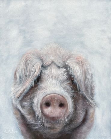 Pig on canvas