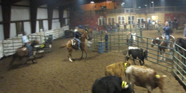 Team Cattle Sorting is a fun sport where a team of two riders on horseback bring numbered cattle fro