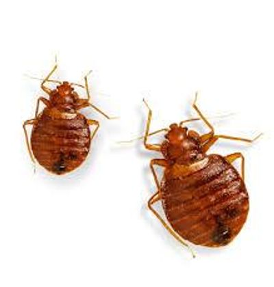 Bed Bugs 
