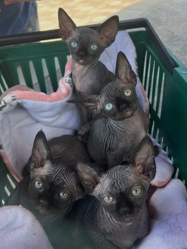 Four hairless Sphynx kittens with striking eyes in a basket.