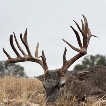 A majestic deer with large, intricate antlers resting in dry grass.