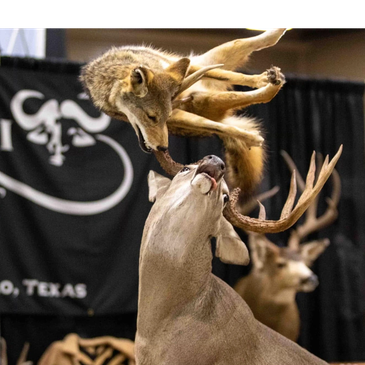 Taxidermy display of a coyote attacking a deer.