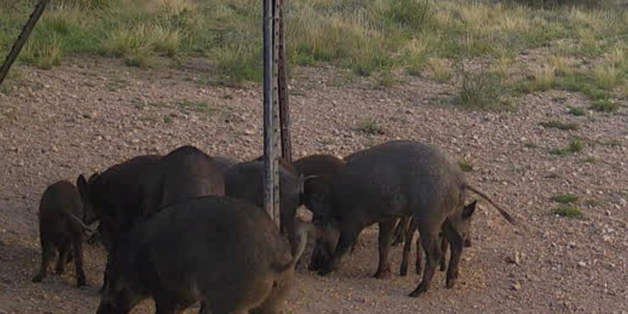 A group of wild boars eating near a pole in a natural area.