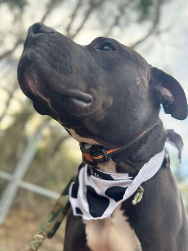 Large pit bull with a cowprint bandana at Doggie Dude Ranch