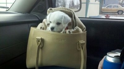 Pet Sitting And Pet Checks are for those days I can stay home instead of in your purse all day!