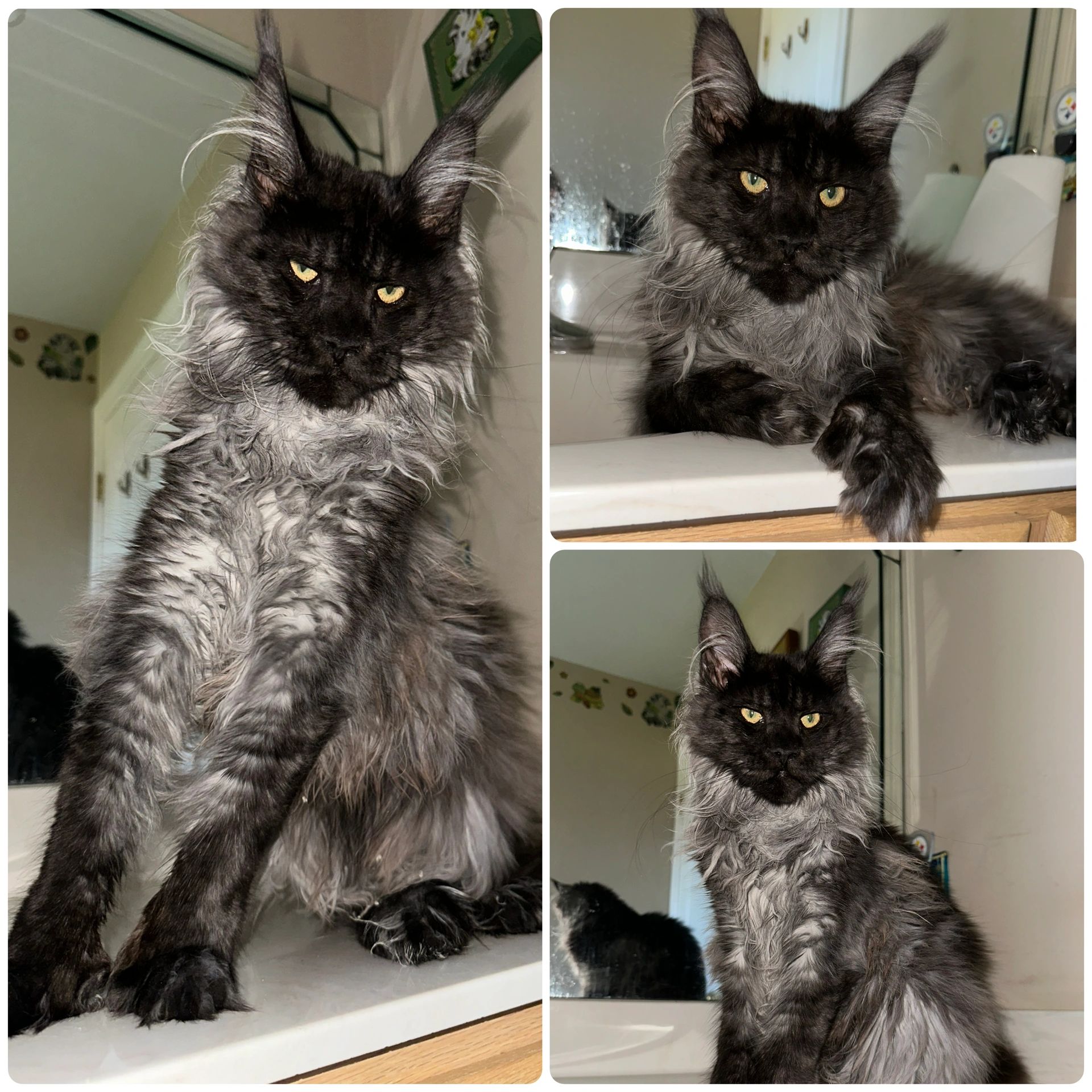 A majestic black and gray Maine Coon cat posing on a countertop.
