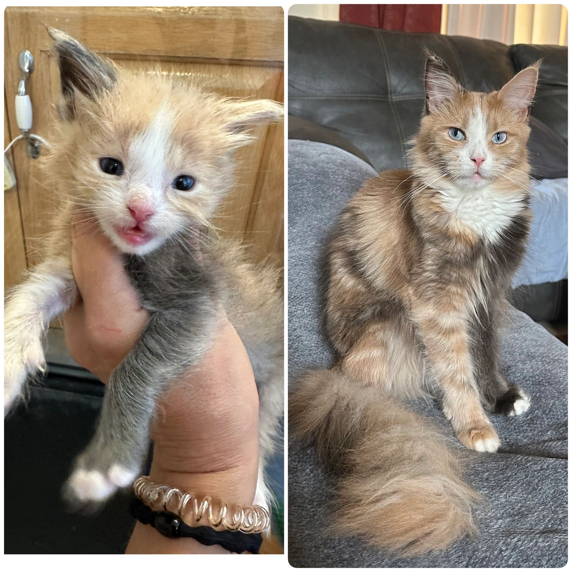 Side-by-side photos showing a kitten growing into a beautiful Health Tested Maine Coon adult cat in Tennessee.