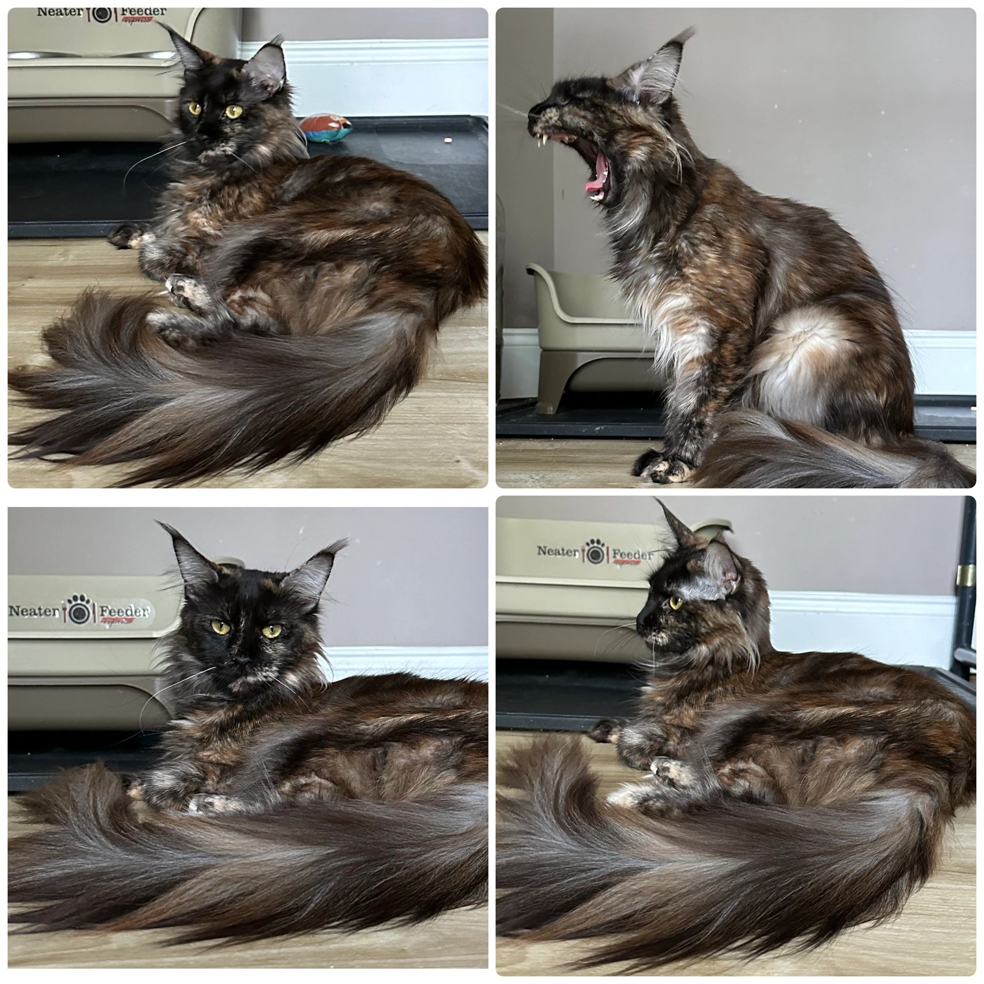 Fluffy tortoiseshell Maine Coon cat lounging and yawning indoors. Health Tested Maine Coons an Maine Coon Kittens Tennessee