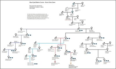 "Chart showing the DBE spontaneous producing line of Maine Coons, illustrating the genetic traits.