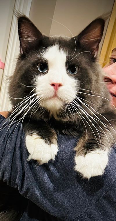 Zeus, blue smoke with white male Maine Coon, weighing 22 lbs,being held showing his gorgeous muzzle