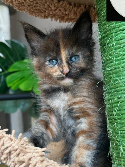 Beautiful, registered black tortoise shell  Maine Coon kitten happily settled in their cat tree