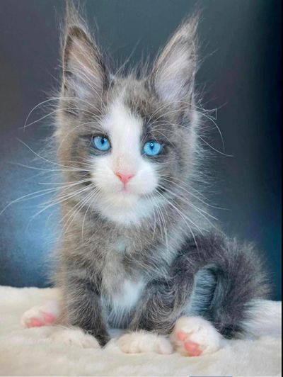 Zeus, our blue smoke with white DBE male Maine Coon as a kitten, sitting calmly and looking alert.