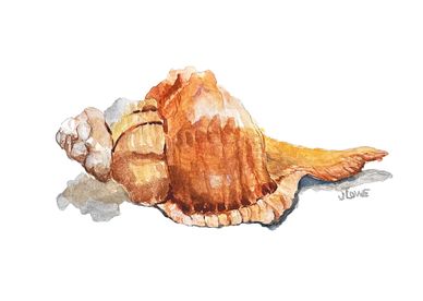 "SEASHELL #1"