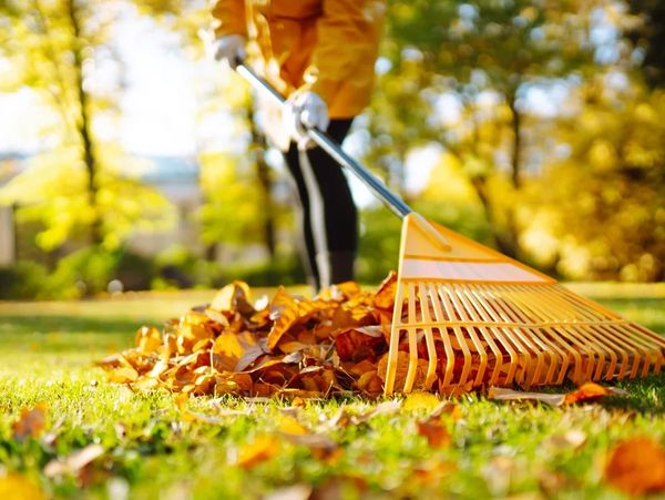 Person raking autumn leaves in a sunny park.
