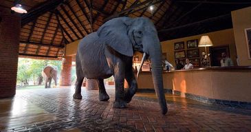 mfuwe lodge mfuwe zambia luangwa safari wildlife veranda breakfast