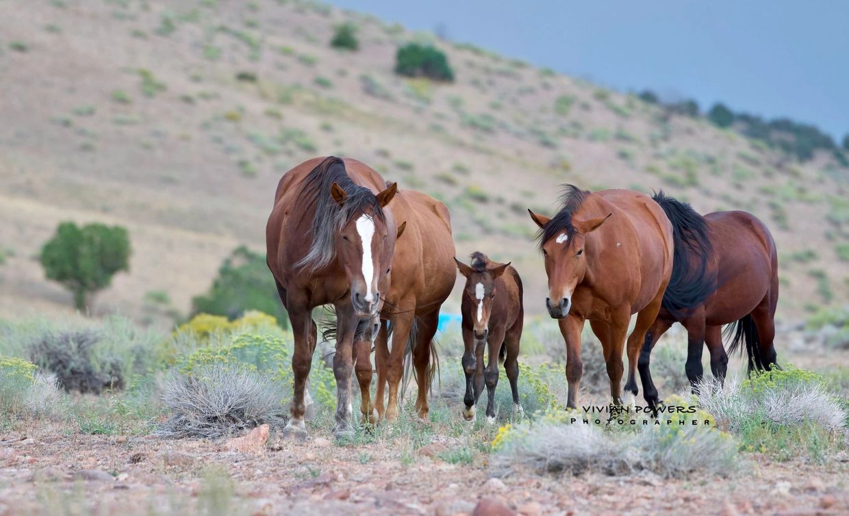 Lilly, Joan and Puddin.  Three full sisters share the company of the new foal Butterscotch   The ban