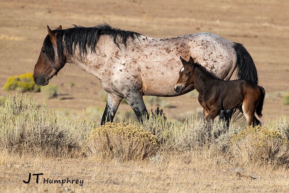 Pine Nut Wild Horse Advocates Fish Springs Wild Horses, Pine Nuts