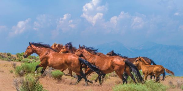 wild horses running